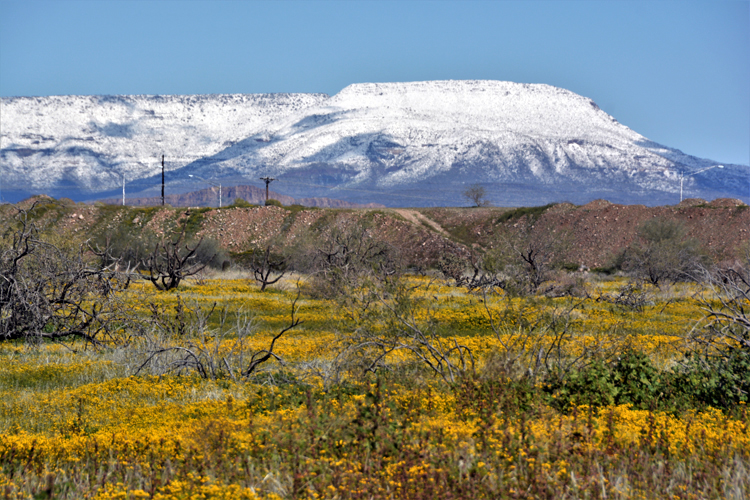 snow-capped mtns